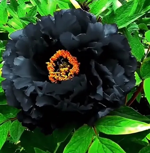 🖤Black Beauty Peony Flower Seeds
