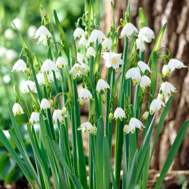 💐Snowflake（Leucojum）Seeds