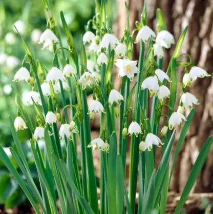 💐Snowflake（Leucojum）Seeds