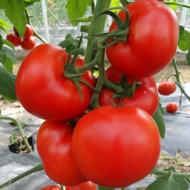 Hair Pink Tomato Seeds-Tomato Scrambled Eggs