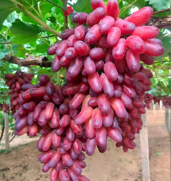 🍇Beauty Finger Grape Seeds : Thin-Skinned, Large
