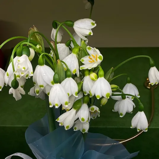 💐Snowflake（Leucojum）Seeds