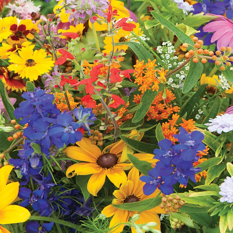 🌺Deer Resistant Wildflower Seed Mix🌈Heirloom Seeds