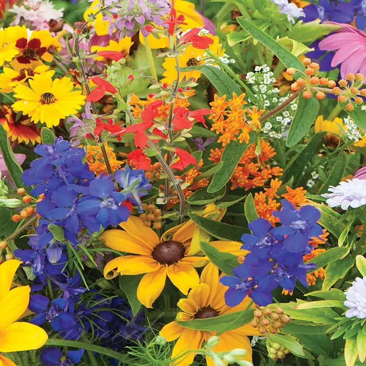🌺Deer Resistant Wildflower Seed Mix🌈Heirloom Seeds