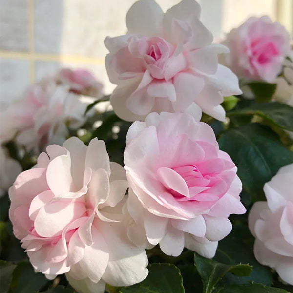 Pink Double Camellia Impatiens Sweet Princess Seeds