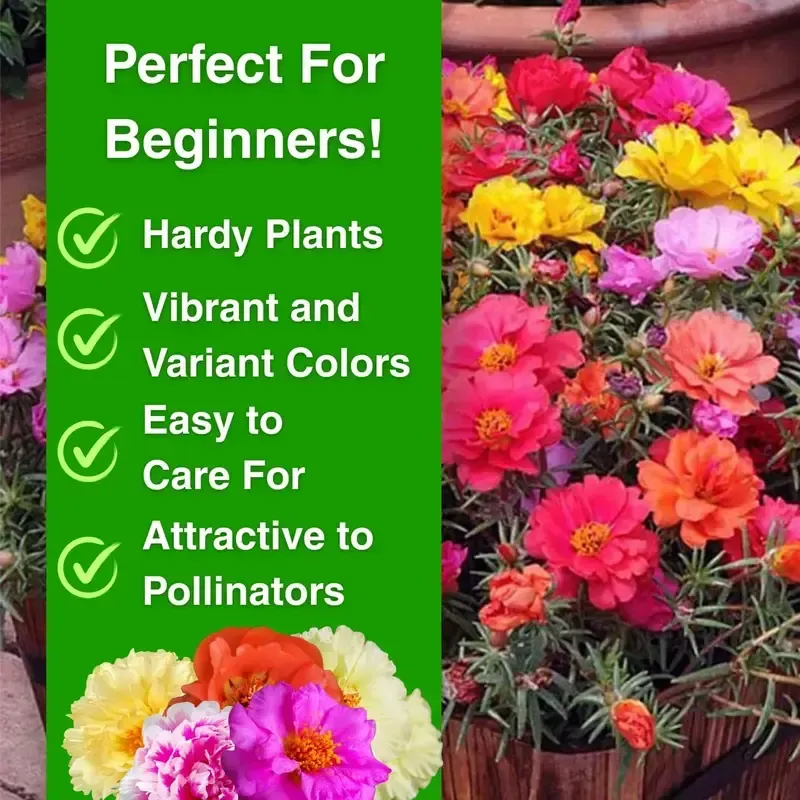 🌸 Double Flowered Moss Rose Seeds – 🌿Perennial Flower Seeds / Large Flowers / Easy to Grow