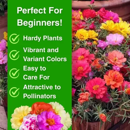 🌸 Double Flowered Moss Rose Seeds – 🌿Perennial Flower Seeds / Large Flowers / Easy to Grow