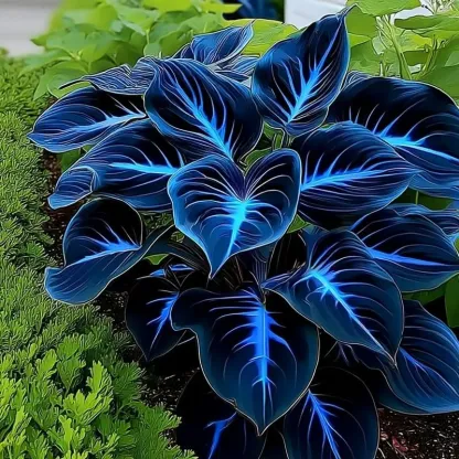 🌿 Rainbow Rare Hosta Flower Seeds