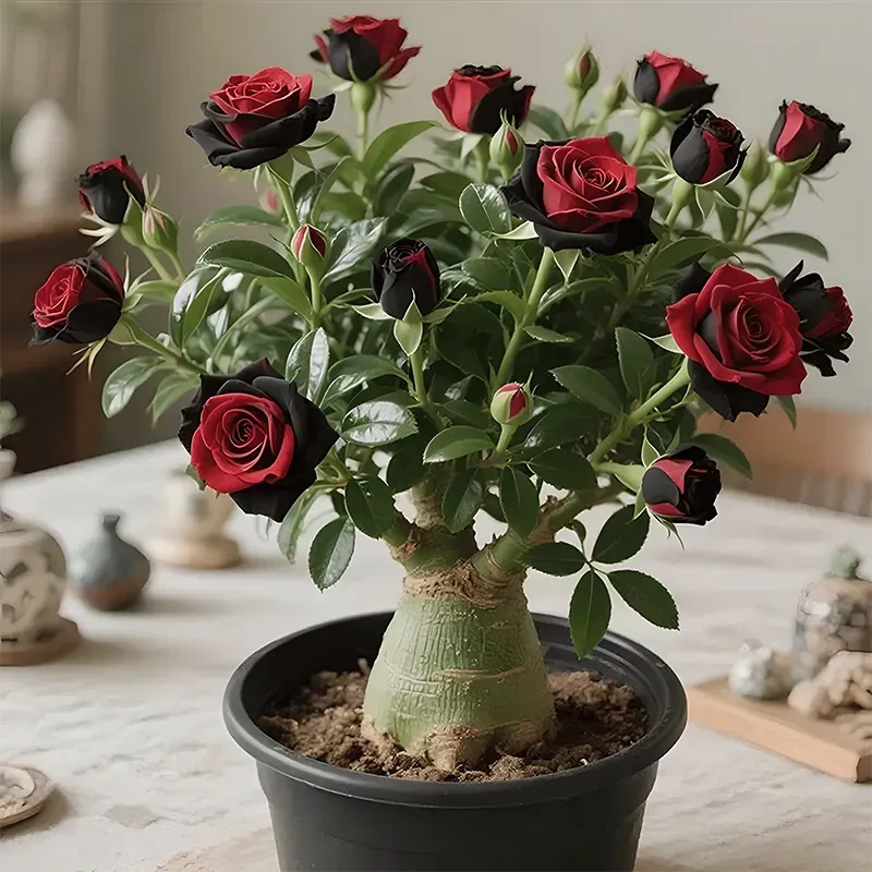 🌵🌺Rainbow Desert Rose Seeds