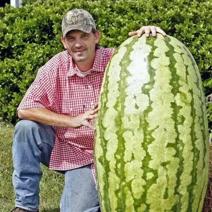 Giant Watermelon Seeds