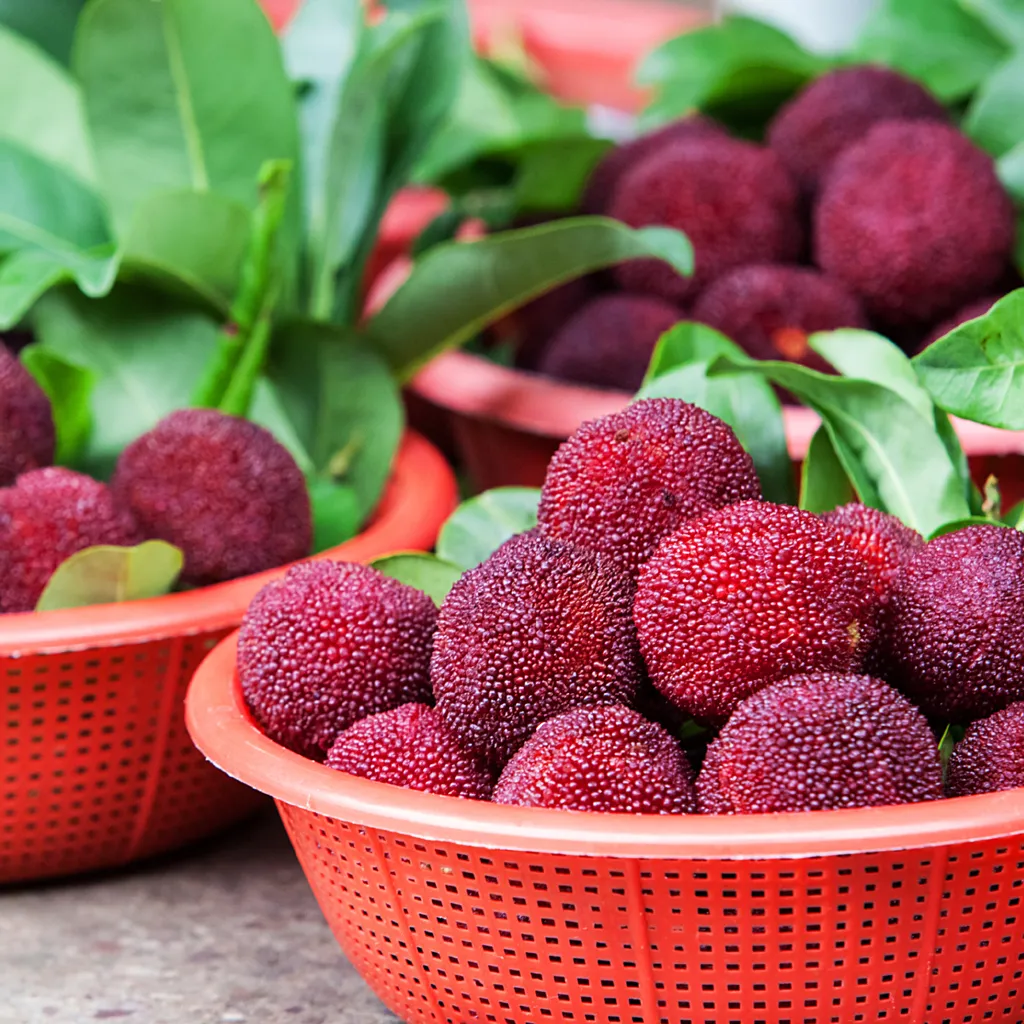 Giant Bayberry: Ping-Pong Ball Size, ⭐Strawberry-Cherry Fusion Flavor