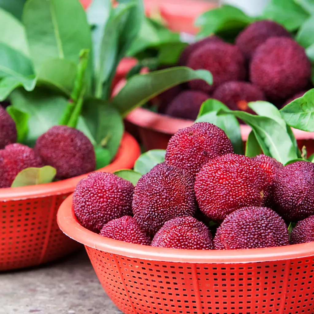 Giant Bayberry: Ping-Pong Ball Size, ⭐Strawberry-Cherry Fusion Flavor