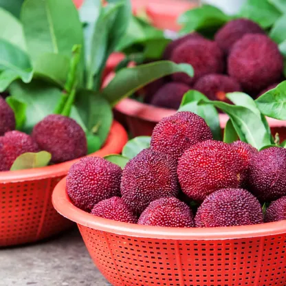 Giant Bayberry: Ping-Pong Ball Size, ⭐Strawberry-Cherry Fusion Flavor