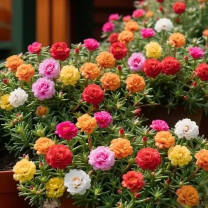🌸 Double Flowered Moss Rose Seeds – 🌿Perennial Flower Seeds / Large Flowers / Easy to Grow