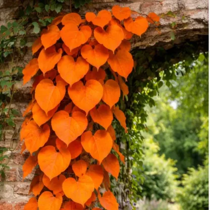 💜Purple Heart Vine Seeds–Vibrant Climbing Beauty 🌿✨