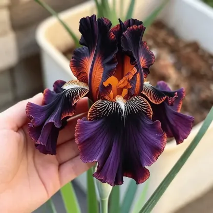⚜️Rare Heirloom Iris Bulbs- Beautiful and Colorful Blooms for Your Garden