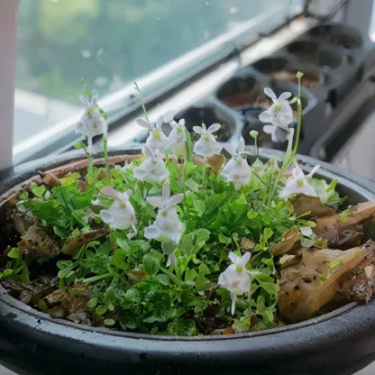 Soft And Cute Cold Killer-Bladderwort Flower Seeds