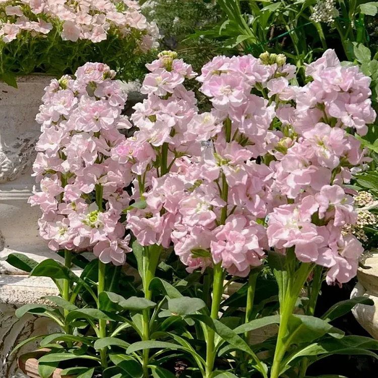 Double-flowered Violet Seeds🌺