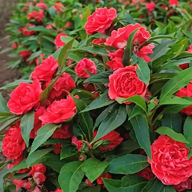 Double Impatiens Seeds–A Symphony of Petals in a Natural Garden