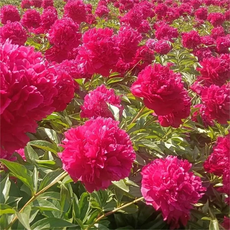 🌺Peony Flower-Only In Love With You