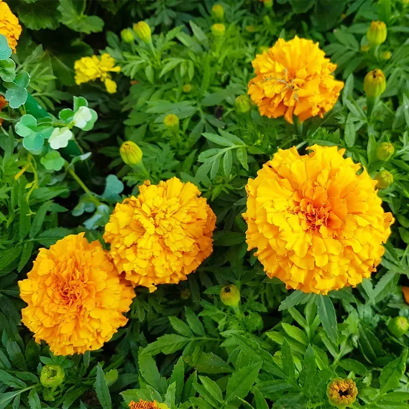 🌺Four Seasons Flower Seeds