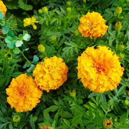 🌺Four Seasons Flower Seeds