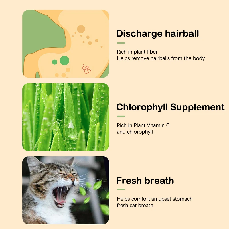 🌱 Cat Grass Seeds-Easy to Grow