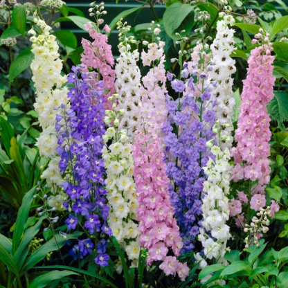 🌼BIG FLOWER DELPHINIUM SEEDS