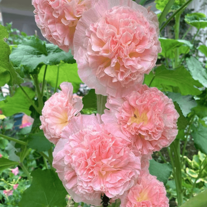 🌸Double Flowered Hollyhock Seeds