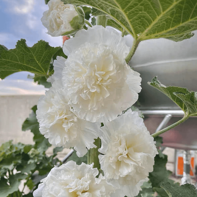 🌸Double Flowered Hollyhock Seeds