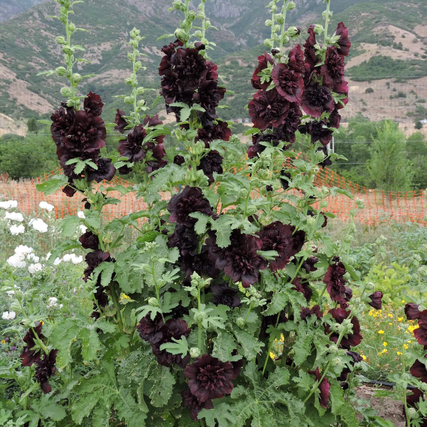 🌸Double Flowered Hollyhock Seeds
