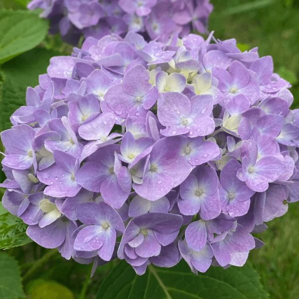 🌼PERENNIAL HYDRANGEA SEEDS