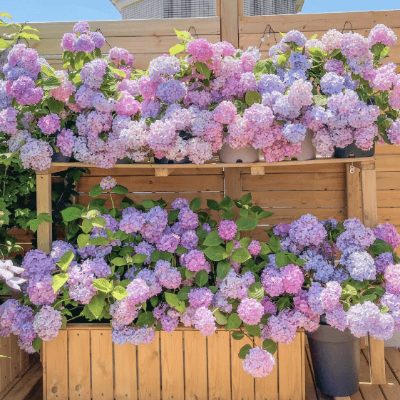 🌼PERENNIAL HYDRANGEA SEEDS