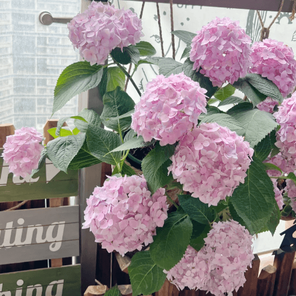 🌼PERENNIAL HYDRANGEA SEEDS