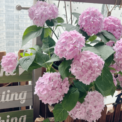 🌼PERENNIAL HYDRANGEA SEEDS