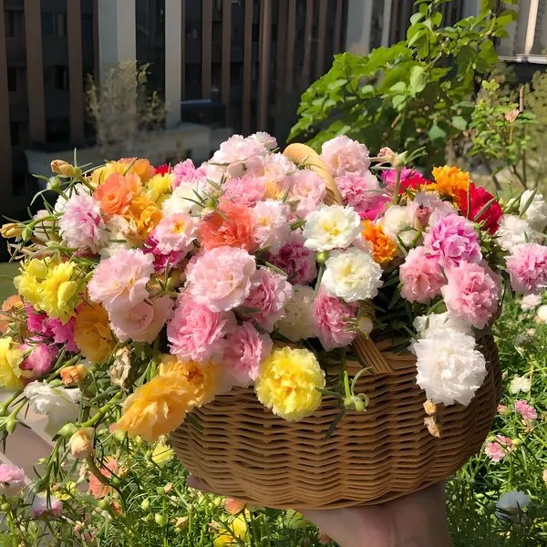 🌺Four Seasons Flower Seeds