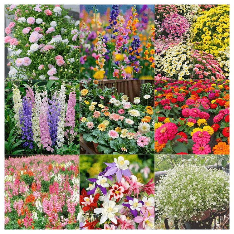 🌺Four Seasons Flower Seeds