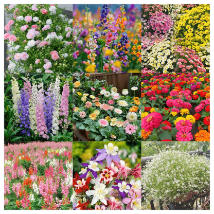 🌺Four Seasons Flower Seeds