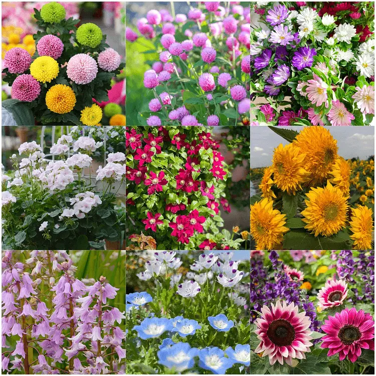 🌺Deer Resistant Wildflower Seed Mix🌈Heirloom Seeds