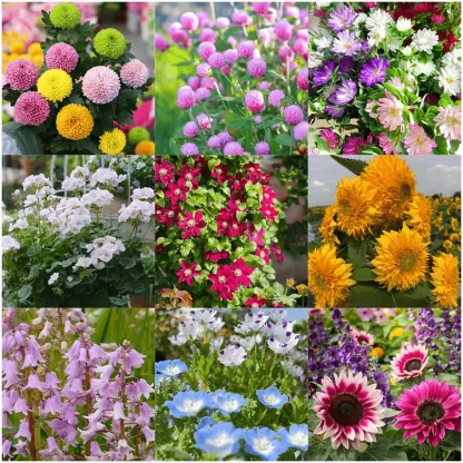 🌺Deer Resistant Wildflower Seed Mix🌈Heirloom Seeds