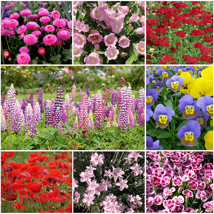 🌺Four Seasons Flowering Mixed Flower Seeds - Easy to Grow