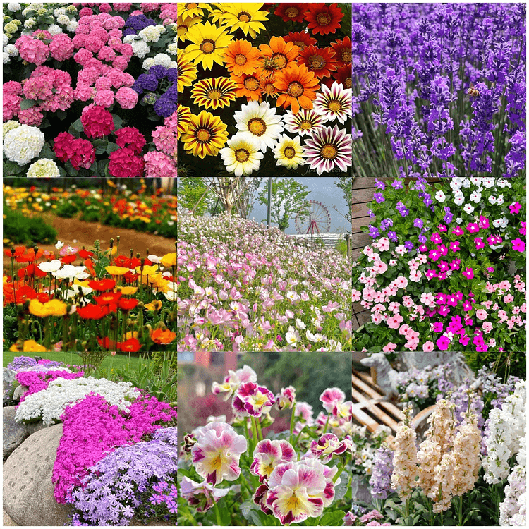 🌺Four Seasons Flowering Mixed Flower Seeds - Easy to Grow