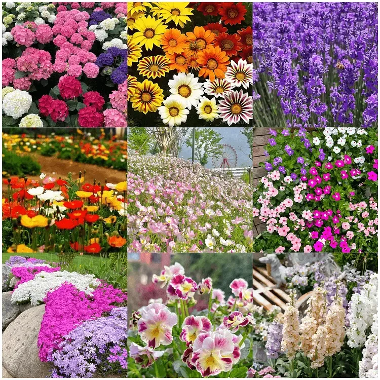 🌺Deer Resistant Wildflower Seed Mix🌈Heirloom Seeds