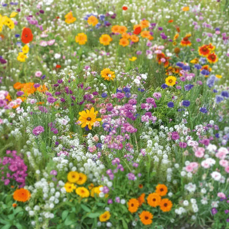 🌺Deer Resistant Wildflower Seed Mix🌈Heirloom Seeds