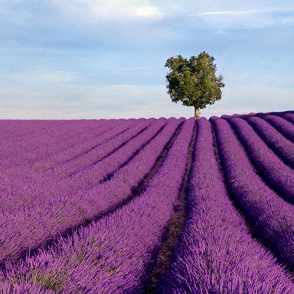 500Pcs Provence Lavender Seeds Fragrant Organic Flower Seeds Home Garden Bonsai Plant
