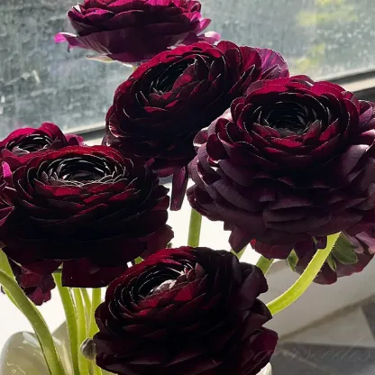 🌸Ranunculus—Wealth And Good Fortune