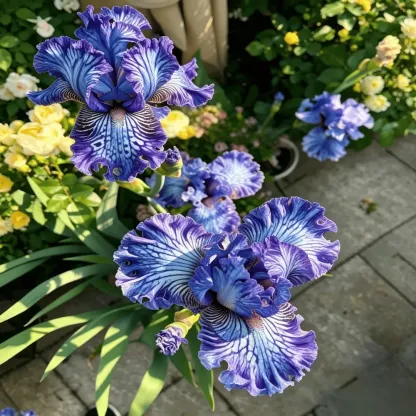 ⚜️Rare Heirloom Iris Bulbs- Beautiful and Colorful Blooms for Your Garden