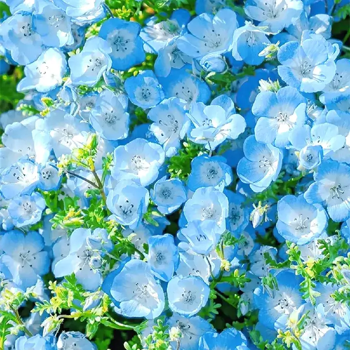 💙Baby-Blue-Eyes Seeds—Sky Color
