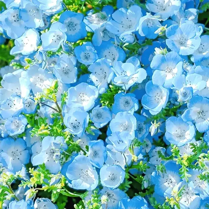 💙Baby-Blue-Eyes Seeds—Sky Color