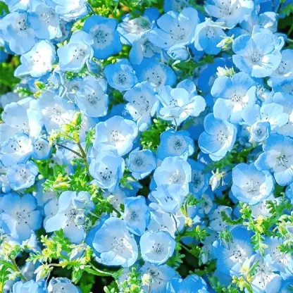 💙Baby-Blue-Eyes Seeds—Sky Color
